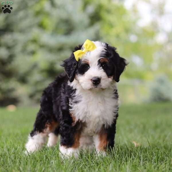 Gloria, Mini Bernedoodle Puppy